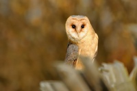 Sova palena - Tyto alba - Barn Owl WS 0084